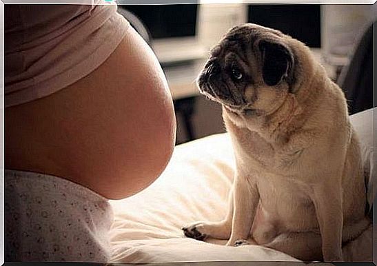 Having a dog during pregnancy has its benefits