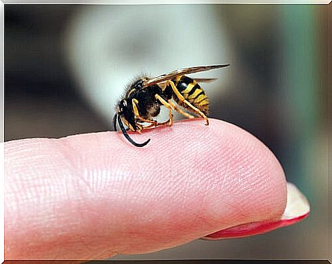 How to deal with a wasp sting?