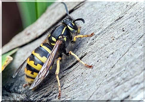 How to deal with a wasp sting.