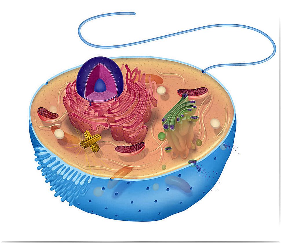 How to explain the cell to children.