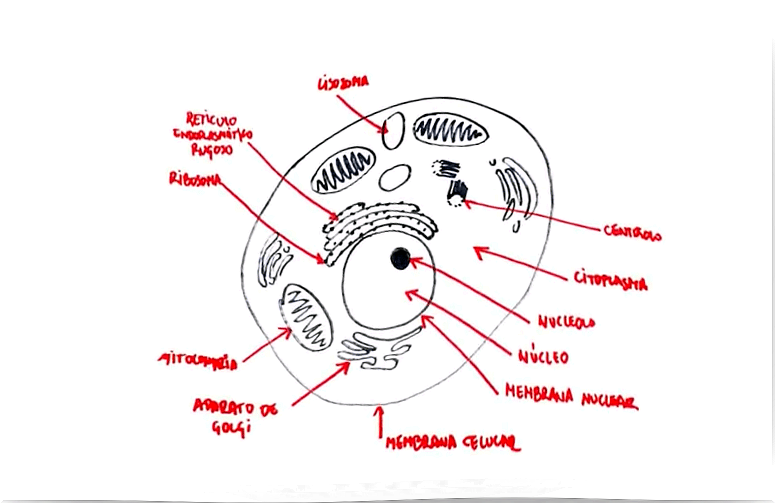 How to explain the cell to children.